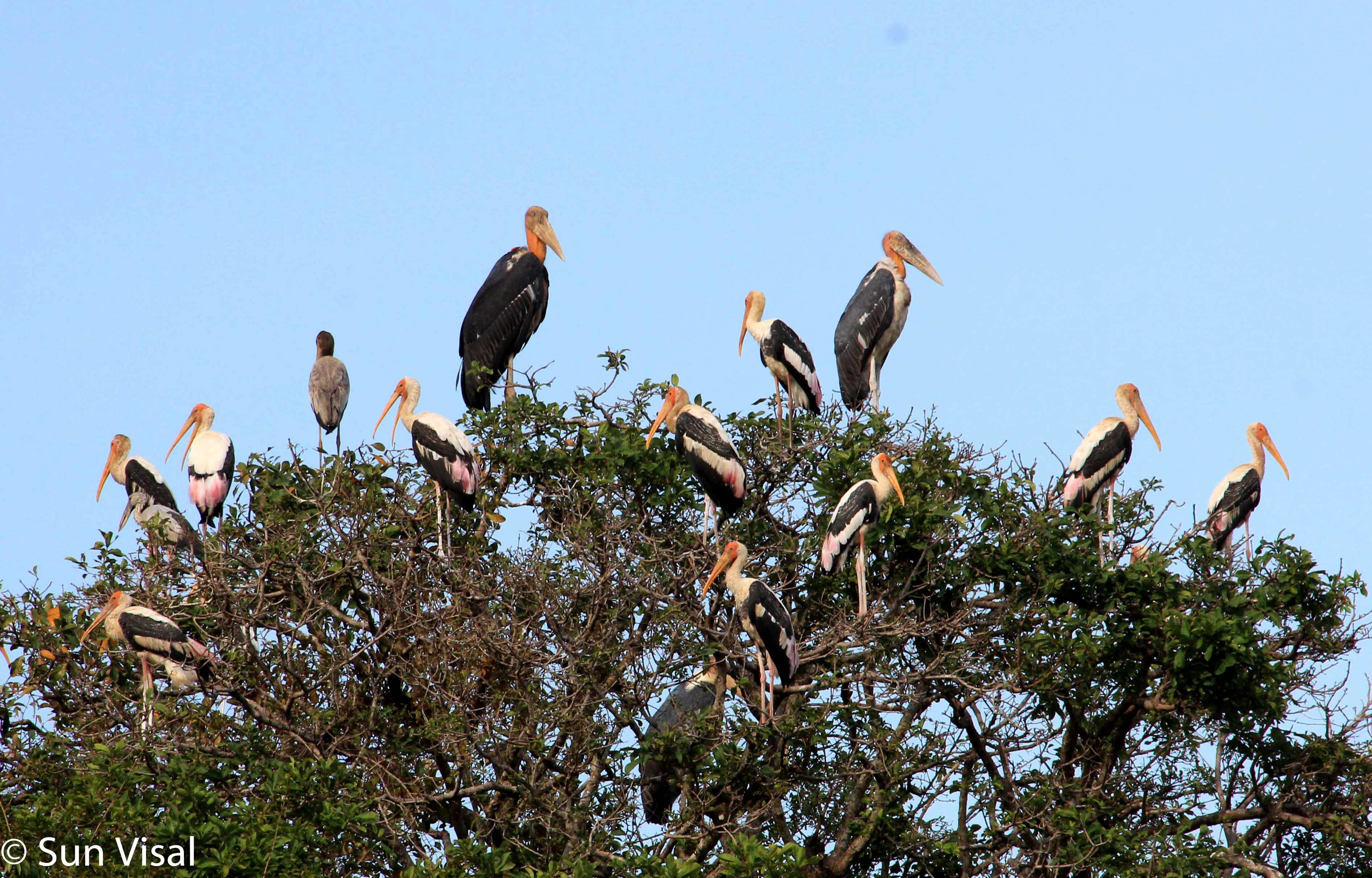 Greater Adjutant and Painted stork nest in Prek Toal Ramsar site